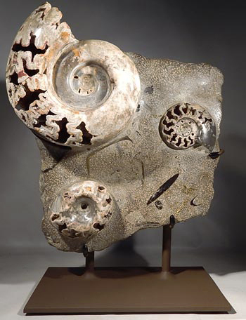 Ammonite Fossil Cluster Custom Display Stand. (Front)