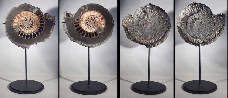 Large Ammonite Fossil Split Pair Custom Display Stands.