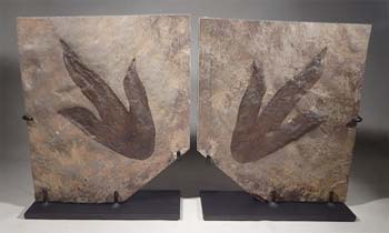 Coelophysis dinosaur footprints Custom Display Stand (front).