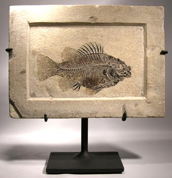Fossil Fish Display