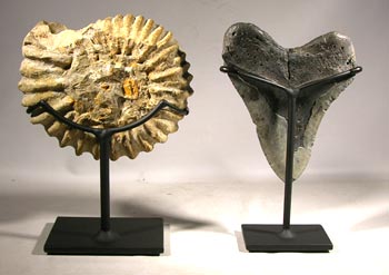 Ammonite and Megalodon Shark Tooth Custom Display Stands - Back