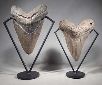 Extra Large Megalodon Shark Teeth Tooth Custom Display Stands (front).