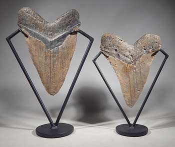 Extra Large Megalodon Shark Teeth Tooth Custom Display Stands (back).