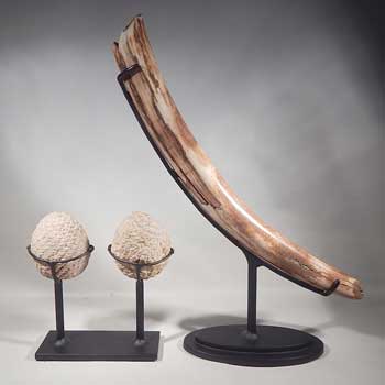 Small Mammoth Tusk and a Petrified (fossilized) Pine Cone Split Pair Custom Display Stands(back).