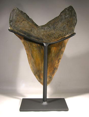 Giant Megalodon Shark Tooth Custom Display Stand - Back