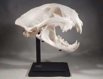 Mountain Lion Skull Custom Display Stand (front).
