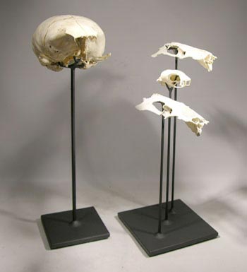 Sea Lion and Sea Bird Skulls Custom Display Stand
