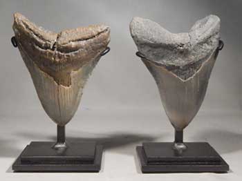Megalodon Shark Teeth Upgraded Custom Display Stands (front)