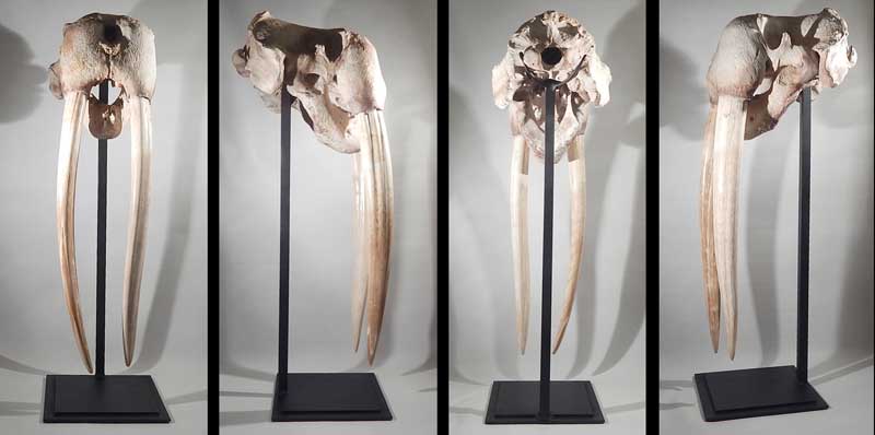 Walrus Skull with Tusks Display Stand.